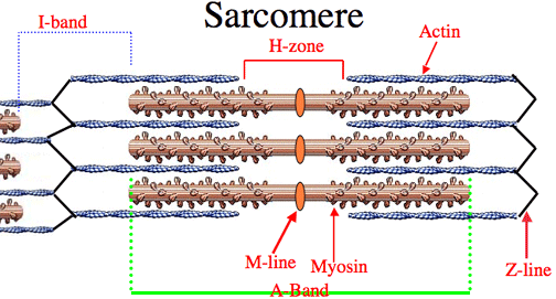 what-is-the-term-that-describes-the-unit-of-a-muscle-cell-that-contains